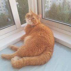 Подробнее об объявлении «Москва Пропал кот рыжий, по кличке персик» Фото: пропала кошка Британская короткошерстная «Москва Пропал кот рыжий, по кличке персик» в г. Москва