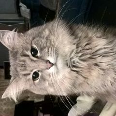 Подробнее об объявлении «Москва Пропал кот пушок» Фото: пропала кошка  «Москва Пропал кот пушок» в г. Москва