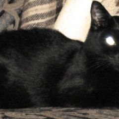 Подробнее об объявлении «Пропала кошка академический район юзао Москва» Фото: пропала кошка  «Пропала кошка академический район юзао Москва» в г. Москва