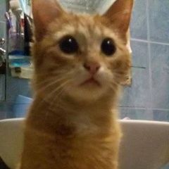 Подробнее об объявлении «Пропал кот Реутов» Фото: пропала кошка  «Пропал кот Реутов» в г. Реутов