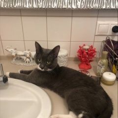 Подробнее об объявлении «Пропал кот 02.09.18 Москва» Фото: пропала кошка  «Пропал кот 02.09.18 Москва» в г. Москва