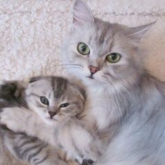 Подробнее об объявлении «Пропала кошка Долгопрудный» Фото: пропала кошка Британская длинношерстная «Пропала кошка Долгопрудный» в г. Долгопрудный