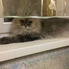 Подробнее об объявлении «Тольятти Пропал кот» Фото: пропала кошка  «Тольятти Пропал кот» в г. Тольятти