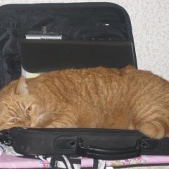 Подробнее об объявлении «Подольск Пропал кот» Фото: пропала кошка  «Подольск Пропал кот» в г. Подольск