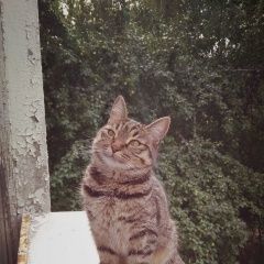 Подробнее об объявлении «Пропала кошка Москва» Фото: пропала кошка  «Пропала кошка Москва» в г. Москва