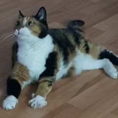 Подробнее об объявлении «Пропала кошка в с. курлек ой области Томск» Фото: пропала кошка  «Пропала кошка в с. курлек ой области Томск» в г. Томск