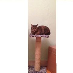 Подробнее об объявлении «Пропала кошка поселение рязаново Москва» Фото: пропала кошка  «Пропала кошка поселение рязаново Москва» в г. Москва