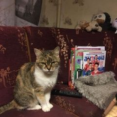 Подробнее об объявлении «Пропала кошка никулинская улица Москва» Фото: пропала кошка  «Пропала кошка никулинская улица Москва» в г. Москва