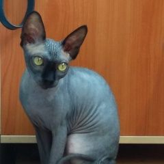 Подробнее об объявлении «Пропала кошка сфинкс. Москва» Фото: пропала кошка Сфинкс «Пропала кошка сфинкс. Москва» в г. Москва