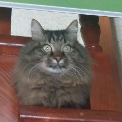 Подробнее об объявлении «Пропал кот Бугульма» Фото: пропала кошка  «Пропал кот Бугульма» в г. Бугульма