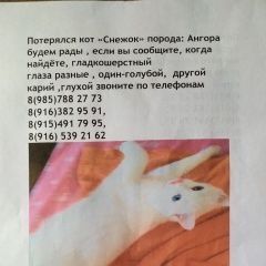 Подробнее об объявлении «Пропала кошка Пушкино» Фото: пропала кошка  «Пропала кошка Пушкино» в г. Пушкино