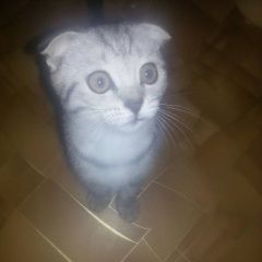Подробнее об объявлении «Нижний Новгород Пропал кот» Фото: пропала кошка Британская короткошерстная «Нижний Новгород Пропал кот» в г. Нижний Новгород