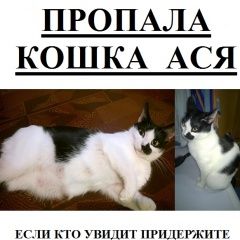 Подробнее об объявлении «Нижний Новгород Пропала кошка» Фото: пропала кошка  «Нижний Новгород Пропала кошка» в г. Нижний Новгород