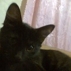 Подробнее об объявлении «Геленджик Пропал кот» Фото: пропала кошка  «Геленджик Пропал кот» в г. Геленджик