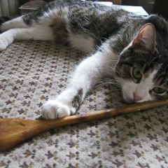 Подробнее об объявлении «Пропала кошка Москва» Фото: пропала кошка  «Пропала кошка Москва» в г. Москва