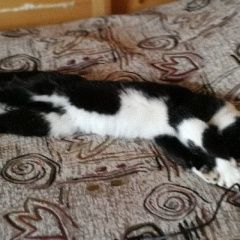 Подробнее об объявлении «Ангарск Пропал кот» Фото: пропала кошка  «Ангарск Пропал кот» в г. Ангарск