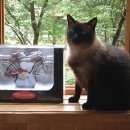 Подробнее об объявлении «Москва Пропала кошка метис сиамки, на ленинградском ш.36» Фото: пропала кошка  «Москва Пропала кошка метис сиамки, на...» в г. Москва