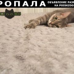 Подробнее об объявлении «Химки Пропал кот» Фото: пропала кошка  «Химки Пропал кот» в г. Химки