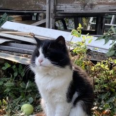 Подробнее об объявлении «Пропал кот Переславль-Залесский» Фото: пропала кошка  «Пропал кот Переславль-Залесский» в г. Переславль-Залесский