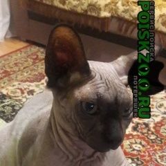 Подробнее об объявлении «Пропал кот помогите найти кота Новороссийск» Фото: пропала кошка Канадский сфинкс «Пропал кот помогите найти кота Новороссийск» в г. Новороссийск