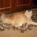Подробнее об объявлении «Иваново Пропала кошка» Фото: пропала кошка  «Иваново Пропала кошка» в г. Иваново