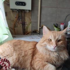 ����: ������� �����  ������� ��� ���������� � �. ���������