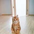 Подробнее об объявлении «Новосибирск Пропал кот помогите найти нашего максика» Фото: пропала кошка Курильский бобтейл «Новосибирск Пропал кот помогите найти нашего...» в г. Новосибирск