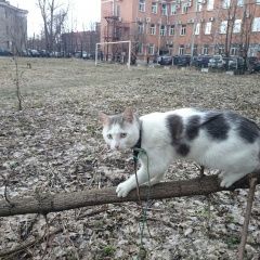 Подробнее об объявлении «Пропал кот - волчок с ошейниками от блох Санкт-Петербург» Фото: пропала кошка  «Пропал кот - волчок с ошейниками от блох...» в г. Санкт-Петербург