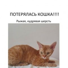 Подробнее об объявлении «Пропала кошка, васильевский остров Санкт-Петербург» Фото: пропала кошка Девон-рекс «Пропала кошка, васильевский остров Санкт-Петербург» в г. Санкт-Петербург