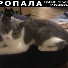 Подробнее об объявлении «Москва Пропала кошка» Фото: пропала кошка  «Москва Пропала кошка» в г. Москва