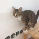 Подробнее об объявлении «Пропала кошка серая полосатая с белой грудкой и лапкам Троицк» Фото: пропала кошка  «Пропала кошка серая полосатая с белой грудкой и...» в г. Троицк