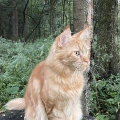 Подробнее об объявлении «Пропал кот в середниково Фирсановка» Фото: пропала кошка Мейн-кун «Пропал кот в середниково Фирсановка» в г. Фирсановка