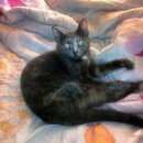 Подробнее об объявлении «Иваново Пропала кошка» Фото: пропала кошка  «Иваново Пропала кошка» в г. Иваново