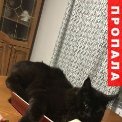 Подробнее об объявлении «Иваново Пропал кот бухарово. мая» Фото: пропала кошка Мейн-кун «Иваново Пропал кот бухарово. мая» в г. Иваново