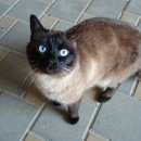 Подробнее об объявлении «Геленджик Пропал кот сиамский кот крупный» Фото: пропала кошка Сиамская «Геленджик Пропал кот сиамский кот крупный» в г. Геленджик