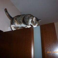 Подробнее об объявлении «Пропала кошка алтуфьево Москва» Фото: пропала кошка  «Пропала кошка алтуфьево Москва» в г. Москва