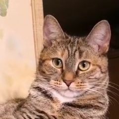 Подробнее об объявлении «Луховицы Пропала кошка молодая, после операции» Фото: пропала кошка  «Луховицы Пропала кошка молодая, после операции» в г. Луховицы