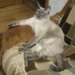 Подробнее об объявлении «Нижний Новгород Пропал кот сиамский кот» Фото: пропала кошка  «Нижний Новгород Пропал кот сиамский кот» в г. Нижний Новгород