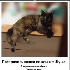 Подробнее об объявлении «Пропала кошка нужна любая информация помогите найти Новороссийск» Фото: пропала кошка  «Пропала кошка нужна любая информация помогите...» в г. Новороссийск