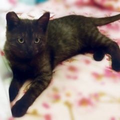 Подробнее об объявлении «Пропала кошка Видное» Фото: пропала кошка  «Пропала кошка Видное» в г. Видное