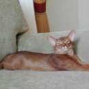 Подробнее об объявлении «Жуковский Пропал кот баська, абиссинец» Фото: пропала кошка Абиссинская «Жуковский Пропал кот баська, абиссинец» в г. Жуковский