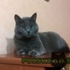 Подробнее об объявлении «Пропала кошка дымчатого цвета Одинцово» Фото: пропала кошка  «Пропала кошка дымчатого цвета Одинцово» в г. Одинцово