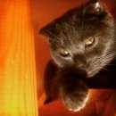 Подробнее об объявлении «Пропал кот Воркута» Фото: пропала кошка  «Пропал кот Воркута» в г. Воркута