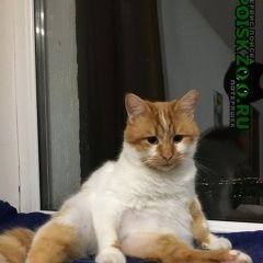 Подробнее об объявлении «Пропал кот Анапа» Фото: пропала кошка  «Пропал кот Анапа» в г. Анапа
