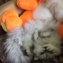 Подробнее об объявлении «Пропала кошка Томск» Фото: пропала кошка Селкирк-рекс «Пропала кошка Томск» в г. Томск