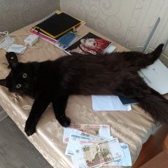 Подробнее об объявлении «Пропала кошка если кто-то видел, пожалуйста, сообщите Чебоксары» Фото: пропала кошка  «Пропала кошка если кто-то видел, пожалуйста,...» в г. Чебоксары