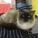 Подробнее об объявлении «Нижний Новгород Пропал кот сибирский кот, сиамского окраса» Фото: пропала кошка  «Нижний Новгород Пропал кот сибирский кот,...» в г. Нижний Новгород