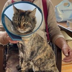 Подробнее об объявлении «Новосибирск Пропала кошка мейн-кун» Фото: пропала кошка Мейн-кун «Новосибирск Пропала кошка мейн-кун» в г. Новосибирск