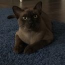Подробнее об объявлении «Иркутск Пропал кот» Фото: пропала кошка Бурманская короткошерстная «Иркутск Пропал кот» в г. Иркутск