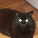 Подробнее об объявлении «Пропал кот  Волоконовка» Фото: пропала кошка  «Пропал кот  Волоконовка» в г. Волоконовка